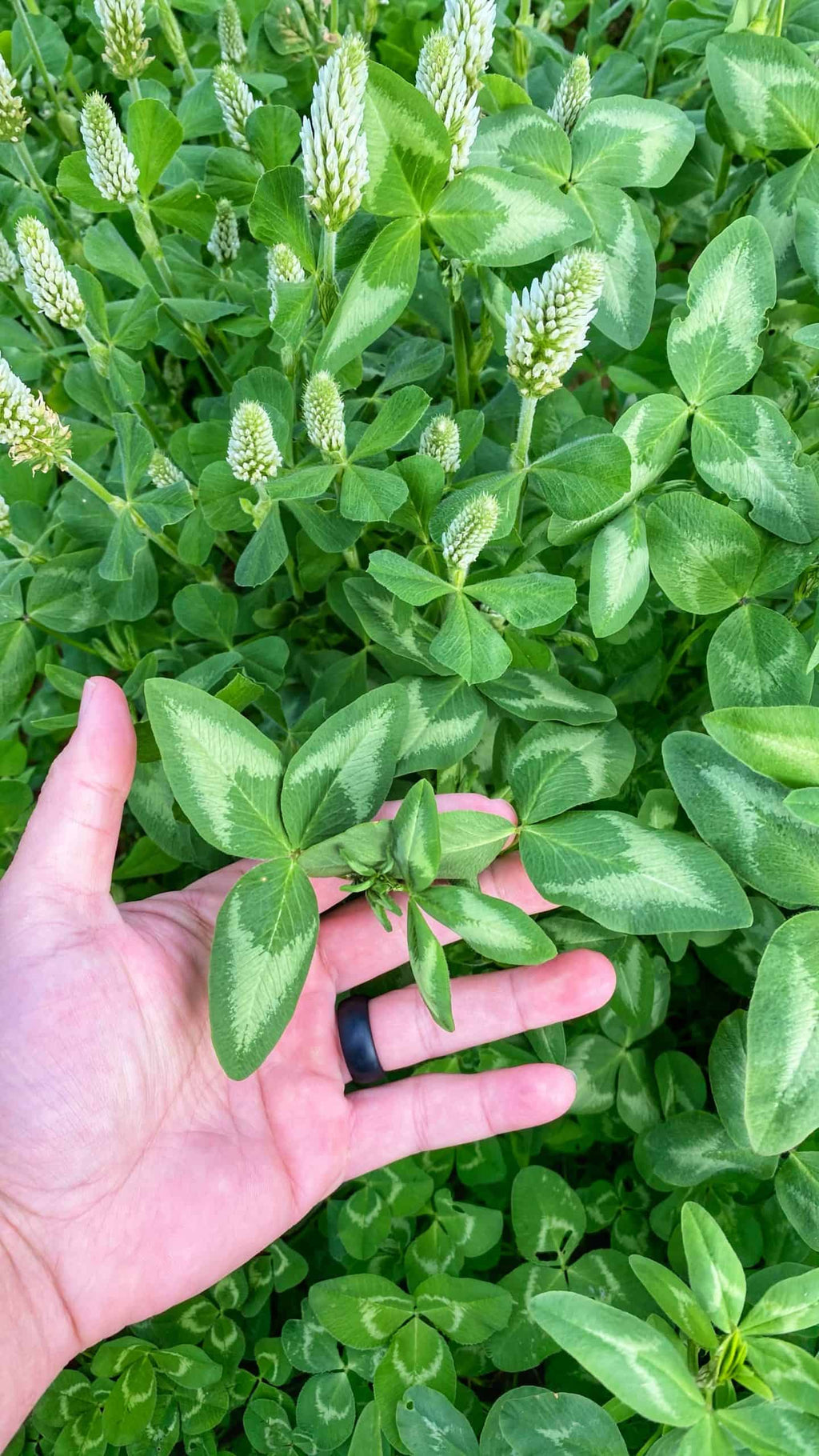 BIG TINE FOUNDATION CLOVER