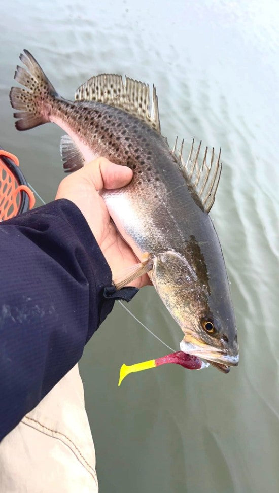 5" Halloween With Built-In Tail Rattle