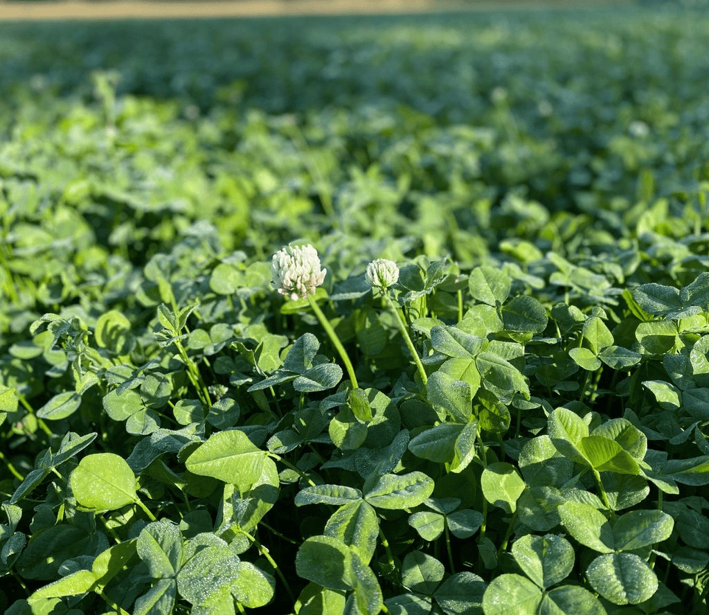 BIG TINE FOUNDATION CLOVER
