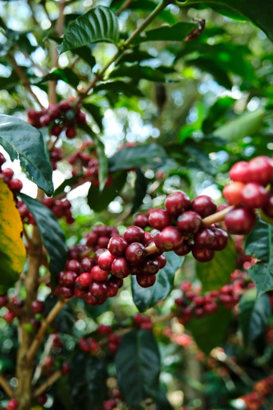 Costa Rica Cafe Vida Washed